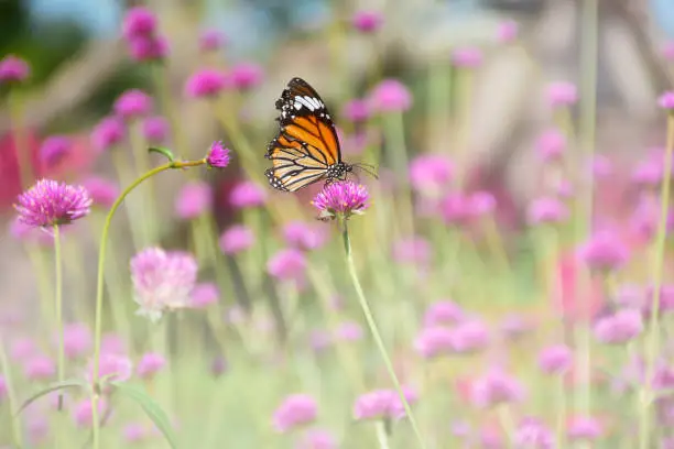 butterfly eat sweet nectar from pink fireworks flower in the garden with copy space