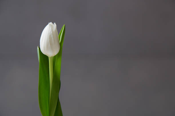 Few light tulips flowers on dark abstract surface. Isolated flowers on a blur background with copy space. A group of tulip flowers gathered on a medium dark surface with blank space for text. white tulips stock pictures, royalty-free photos & images