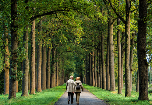Rear view on senior couple walking on treelined footpath