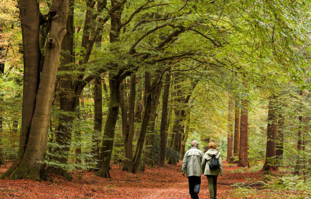 istock Rear view on senior couple walking through forest in autumn 889529842