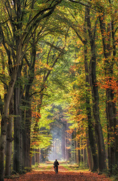 istock Rear view on senior man cycling on treelined footpath through beech forest into sunlight 889529972