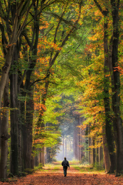 istock Rear view on senior man walking on treelined footpath through beech forest into sunlight 889530050