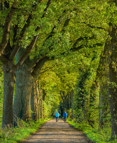 Rear view on senior couple cycling on treelined footpath