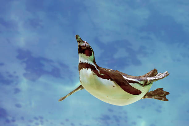 istock Humboldt penguin under water 889537224