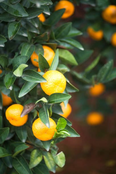 istock small oranges grow in the tree in autumn 889540064