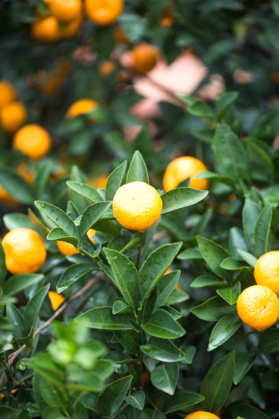 istock small oranges grow in the tree in autumn 889543364
