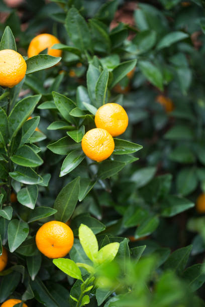 istock small oranges grow in the tree in autumn 889543564