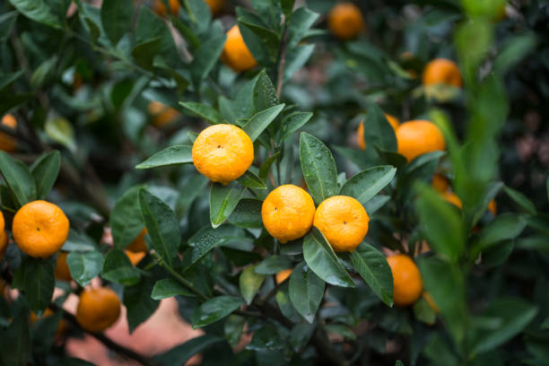 istock small oranges grow in the tree in autumn 889543808