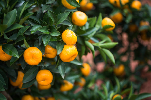 small oranges grow in the tree in autumn