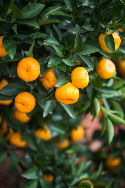 istock small oranges grow in the tree in autumn 889544350