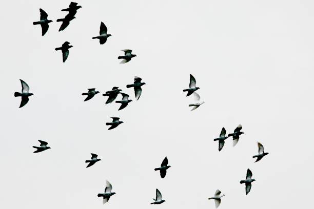istock Low Angle View Of Birds Flying Against Clear Sky 889545174