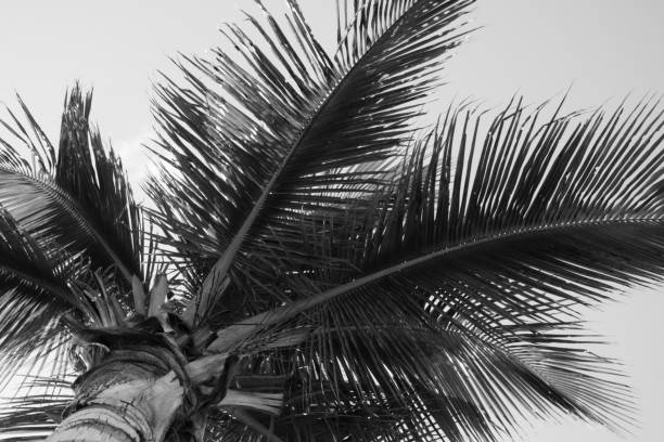 istock Low angle view of palm coconut tree against tropical blue skies 889545266