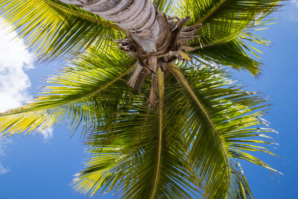 istock Low angle view of palm coconut tree against tropical blue skies 889545378