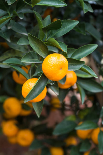 istock small oranges grow in the tree in autumn 889545416