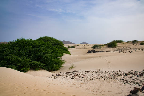 пустыня виана, боа-виста, кабо-верде. песок вынесли из пустыни сахара по океану - sub tropical climate стоковые фото и изображения
