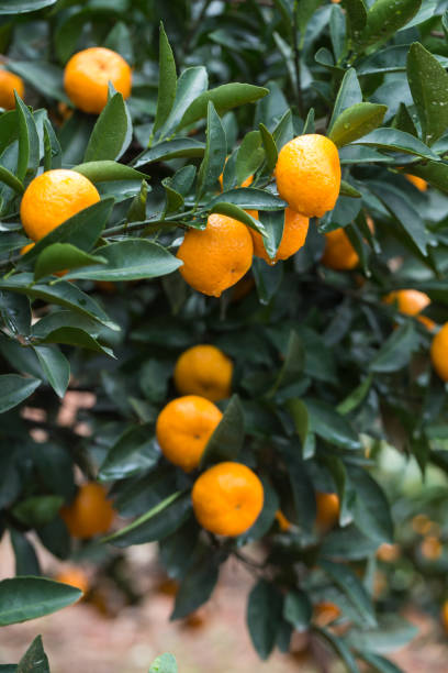 istock small oranges grow in the tree in autumn 889547598