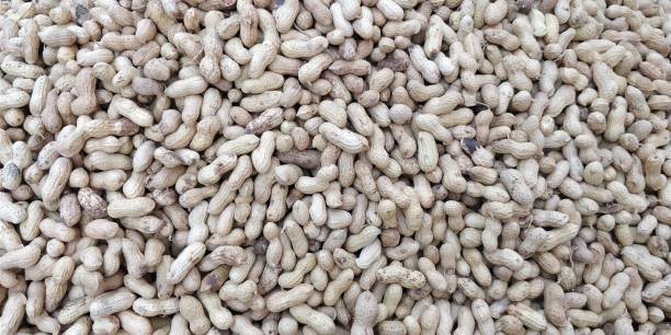 erdnüsse-hintergründe - peanut legume textured effect fat stock-fotos und bilder