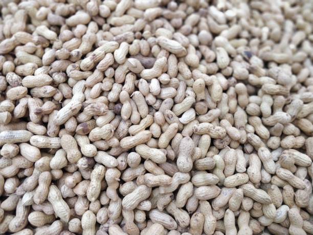 orzeszki ziemne tła - peanut legume textured effect fat zdjęcia i obrazy z banku zdjęć