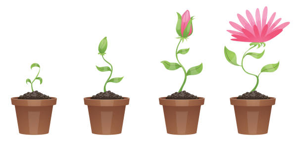 美しいピンクの花 (菊) の成長の段階 - プランター点のイラスト素材／クリップアート素材／マンガ素材／アイコン素材