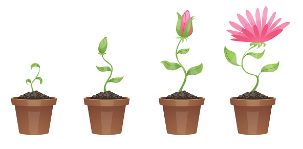 Vector image of four stages of growth of beautiful pink flower (chrysanthemum) in a brown pot on a white background. Plant growing stages. Flower life cycle. Timeline infographic. Vector illustration.