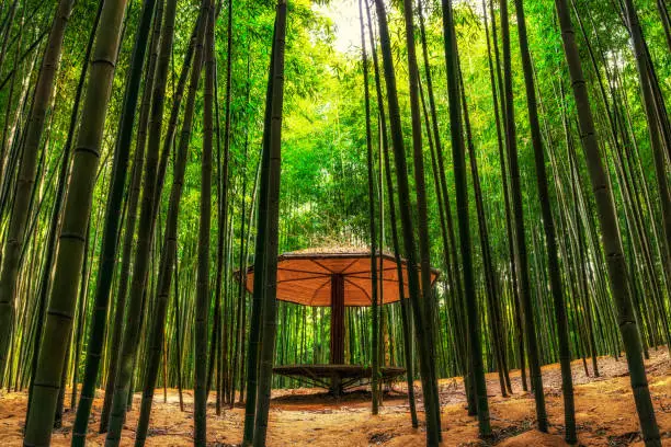 A resting place among the bamboo forest in Damyang.