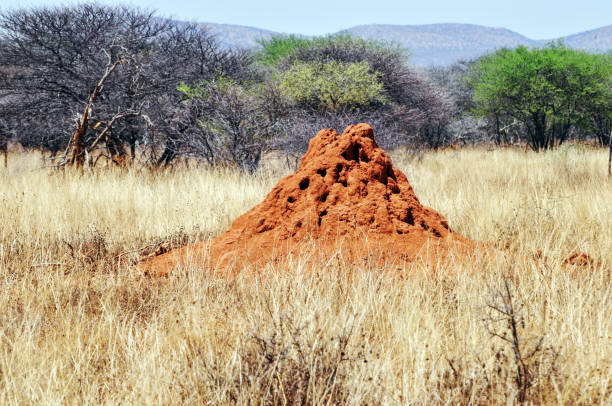 istock Landscape with termite mound in Northern Namibia 889570812