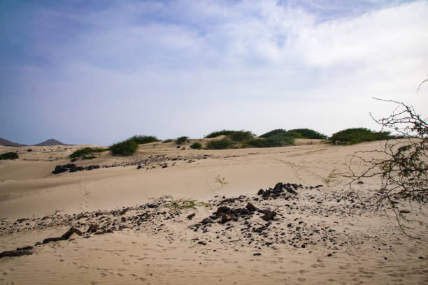 viana pustynia północno-zachodni region boa vista, republika zielonego przylądka. piasek został wydmuchiwany z sahary - sub saharan africa zdjęcia i obrazy z banku zdjęć