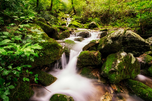 Lush mossy creek side after the rain. Taken in Wanju, South Korea