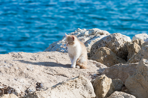 A cat in a historic ancient city,chimera,olympos