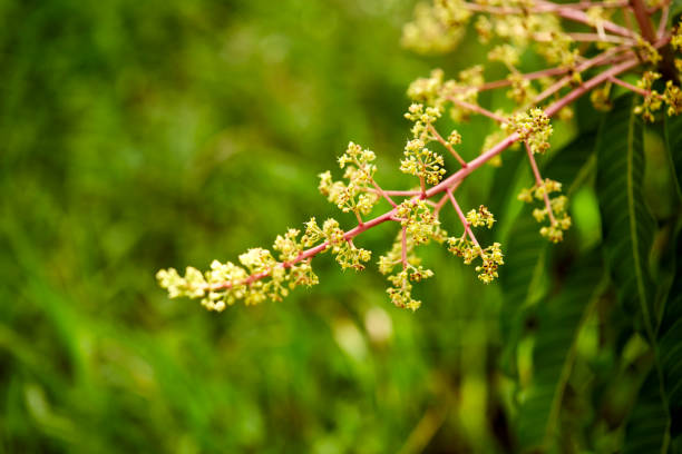 istock Footage of a mango tree in full bloom 889573372