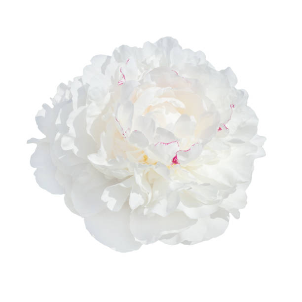 istock single scented fragrant trendy  pale white peony 889573998