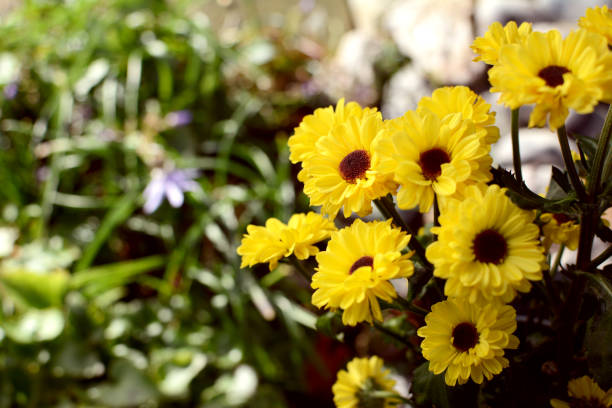 istock Small yellow chrysanthemum santini vimini flowers 889577244