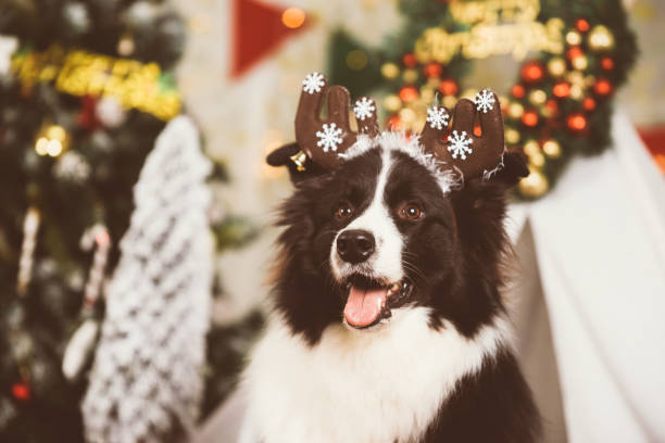 istock A dog at Christmas background 889592458