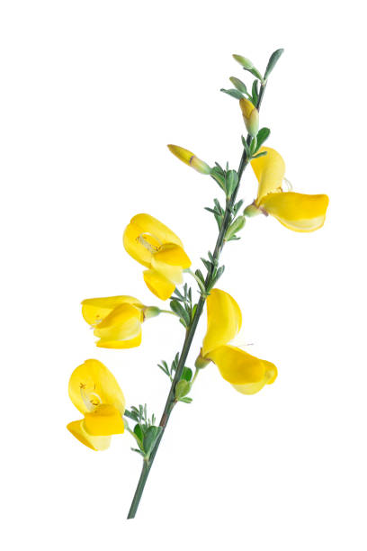 istock Cytisus scoparius also known as common broom or Scotch broom 889592820