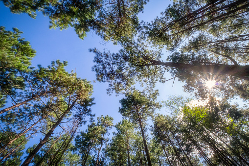 Forest of green pine trees with sunlight in the morning when looking up. Nature background