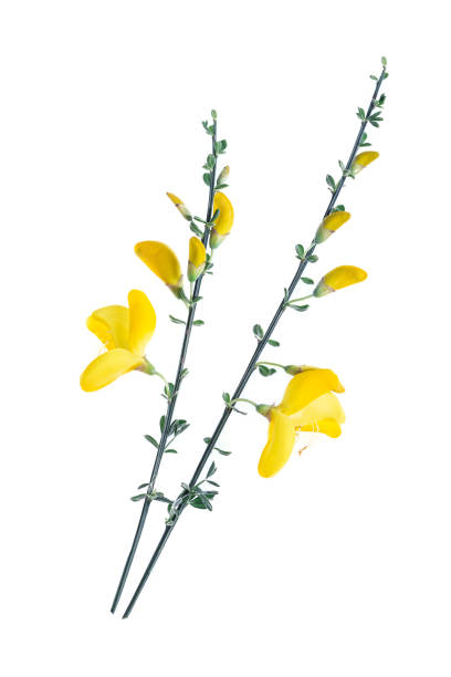 istock Cytisus scoparius also known as common broom or Scotch broom 889592982