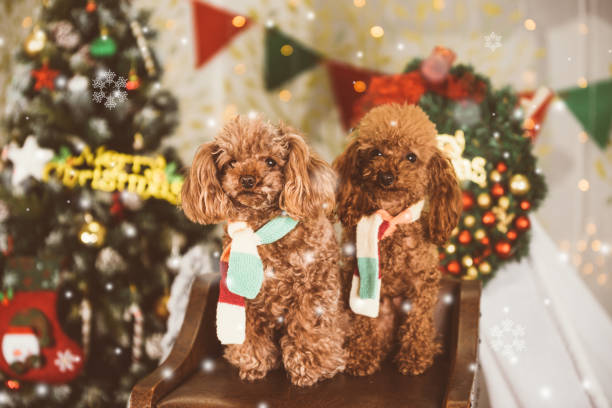 istock Teddy dog at Christmas background 889593046