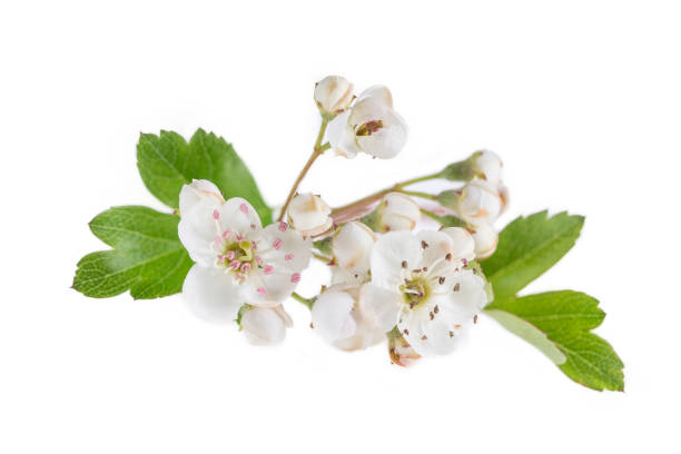 Hawthorn branch with flowers on white background Hawthorn branch with flowers on white background hawthorn photos stock pictures, royalty-free photos & images