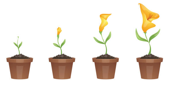 ilustraciones, imágenes clip art, dibujos animados e iconos de stock de etapas de crecimiento, hermosa flor amarilla (lirio) - alcatraz planta
