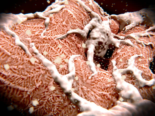 podociti su un glomerulus che filtra il sangue - glomerulus foto e immagini stock