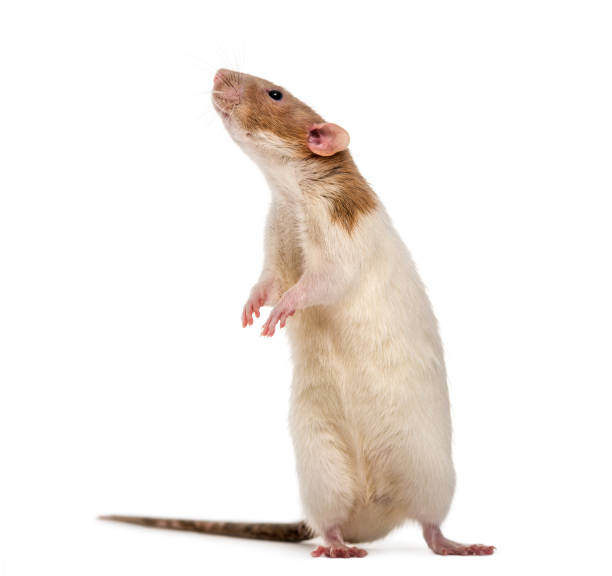 istock Rat standing ut on hind legs, isolated on white 889597840