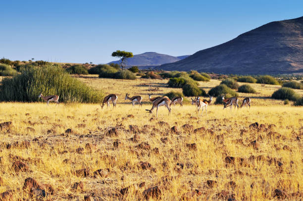 ダマラランド、ナミビアのスプリングボックの群れ - damaraland ストックフォトと画像