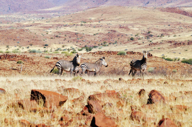 istock Mountain zebras in Damaraland ,Namibia 889597968