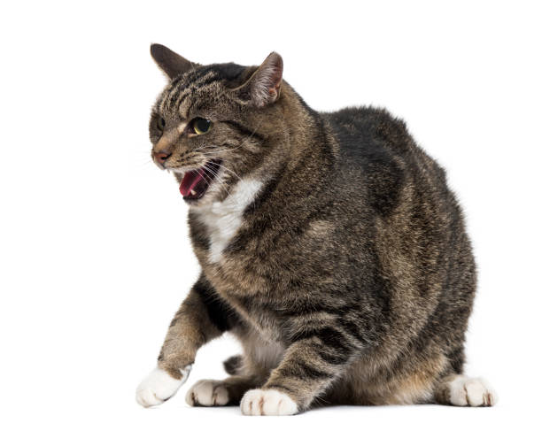 istock Mixed-breed cat with open mouth, isolated on white 889598182
