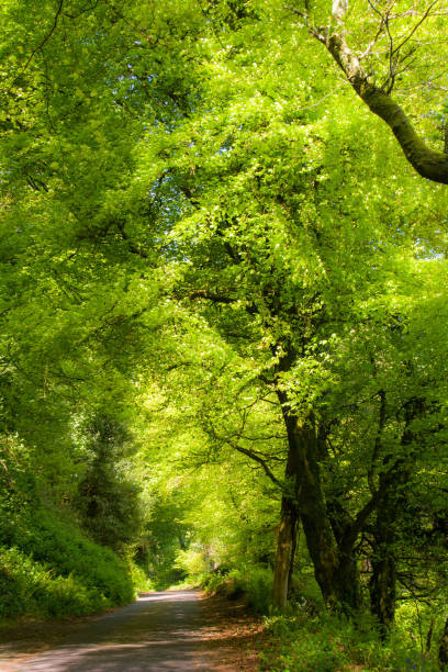 istock Loch Hyne nature reserve, Wild Atlantic Way, Ireland 889598194