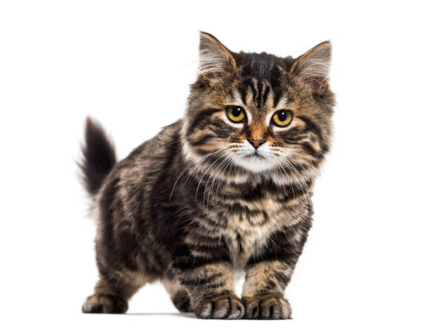 istock Stripped kitten mixed-breed cat, isolated on white 889598222