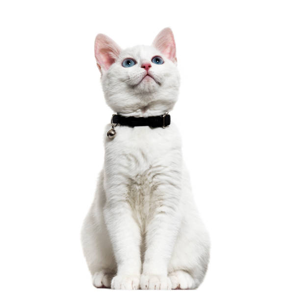 chaton blanc race catwearing un collier de bell et le levant, isolé sur blanc - col photos et images de collection