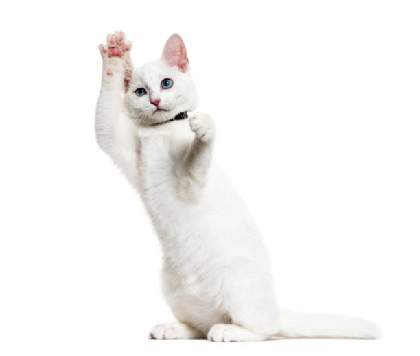 istock White kitten mixed-breed cat wearing a bell collar standing on hind legs, isolated on white 889600444