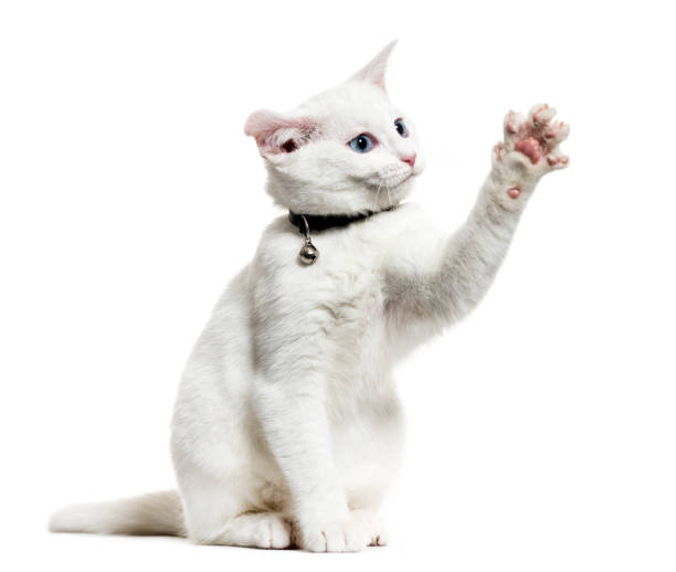 istock White kitten mixed-breed cat wearing a bell collar and playing, isolated on white 889600458