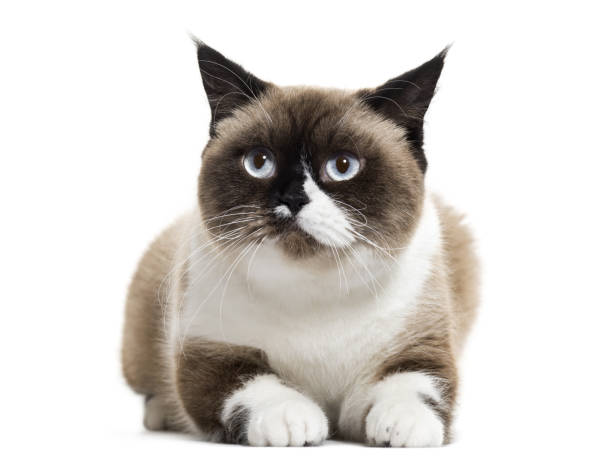 istock scottish straight cat lying down, isolated on white 889602534